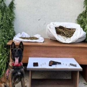 erzincanda jandarma baskini 204 kok kenevir yakalandi 3vsYVRka