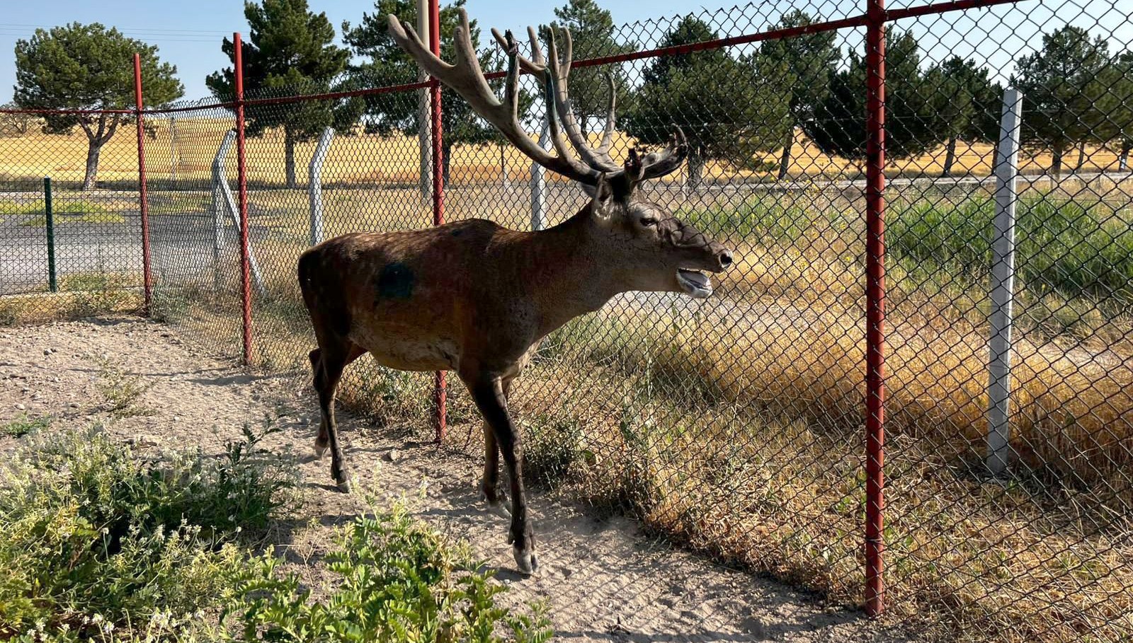 olumcul beyin kurdu salgini yeni test gelistirildi WJe9TBbz