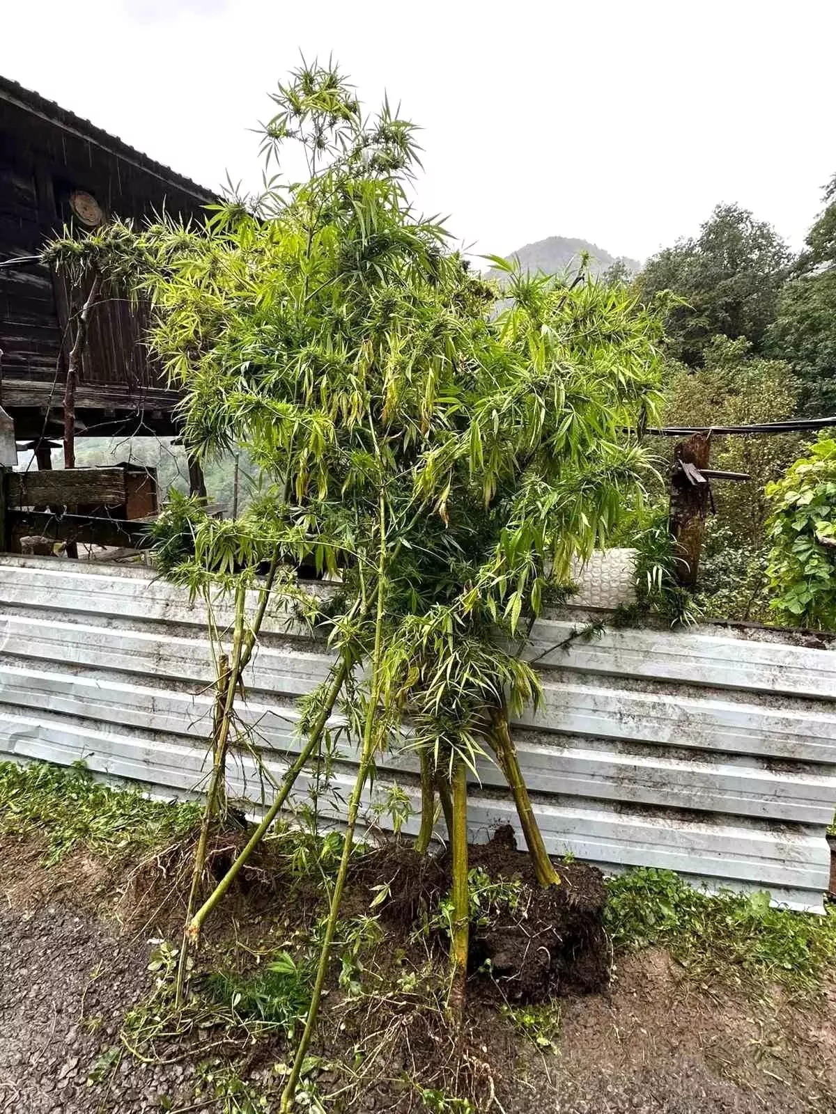 artvinde uyusturucu operasyonu 5 gozalti J3eFdt5e.jpg