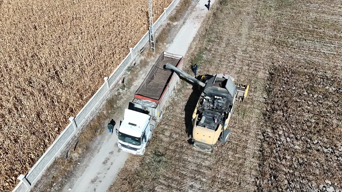 hukumluler aycicegi uretti 8UA2rl1A.jpg