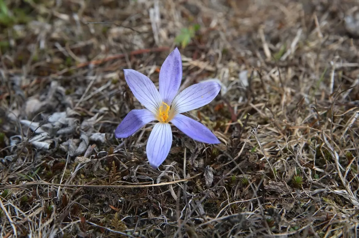 sonbaharin habercisi vargit cicekleri ilgaz dagini susluyor YZWGJb5i