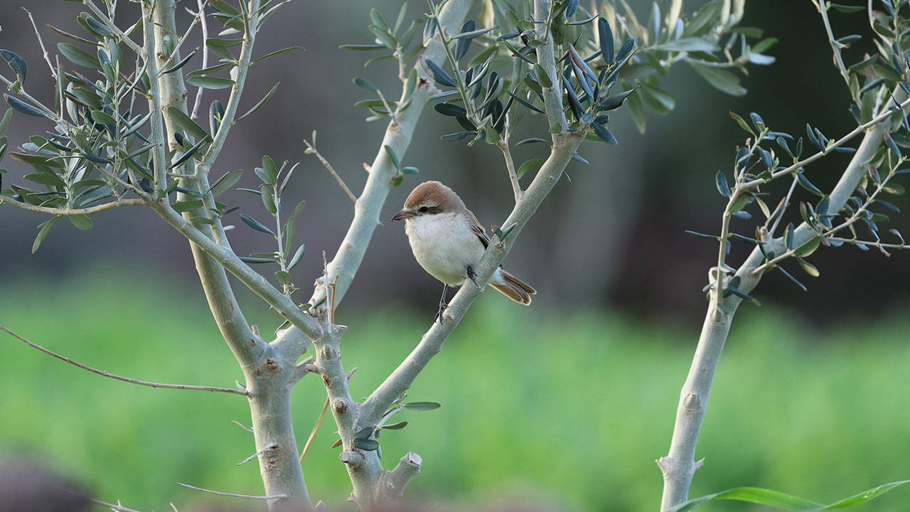 Hatay’da Nadir Görülen Türkistan Örümcekkuşu İlk Kez Görüntülendi