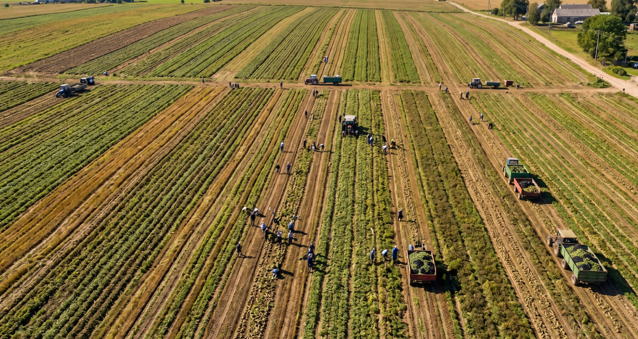 İlk Yaz Karpuzları Hasat Edildi! Üreticiler Gülüyor