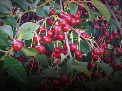 Kutahyada visne ureticisinin zor imtihani isci yevmiyesini bile karsilamiyor hasadi aci basladi z7YC6GGu